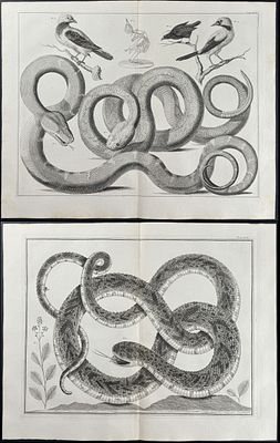 Seba - Pair of Engravings with Snake, Plant, & Bird. This artistically composed, scientific 