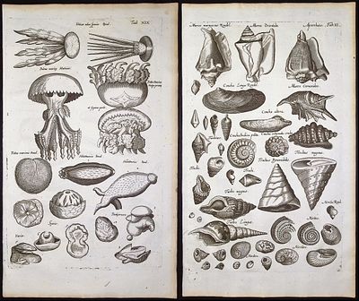 Merian & Jonston - 8 Engravings with Sea Life, Jellyfish, Mushroom, Shells + Title Page. This 