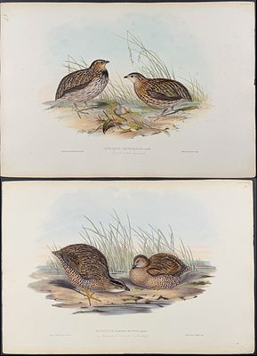 Gould, Australia - 3 Quail or Partridge Lithographs. Included in this lot: Van Diemen's 