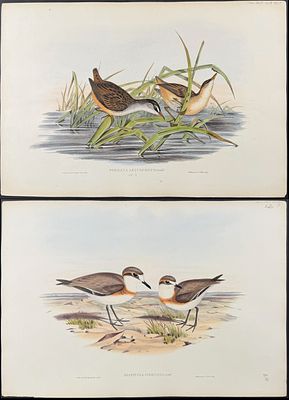 Gould, Australia - 5 Water or Shore Bird Lithographs. Included in this lot: White-eyebrowed 