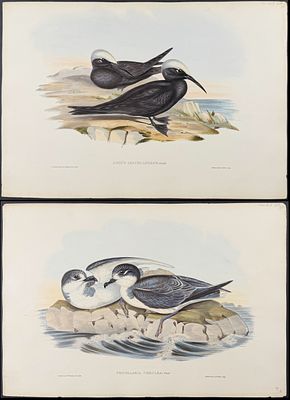 Gould, Australia - 4 Water or Shore Bird Lithographs. Included in this lot: Little Shearwater 
