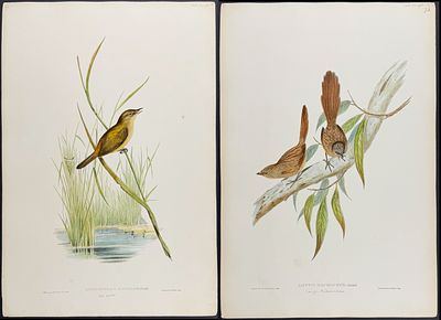 Gould, Australia - 9 Bird Lithographs. Included in this lot: Plain Coloured Finch [Amadina 