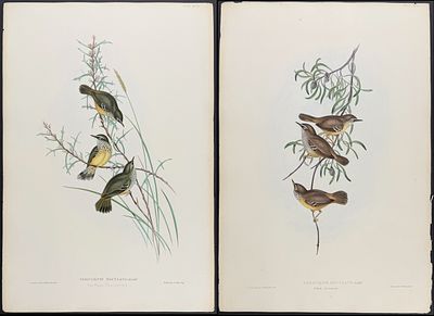 Gould, Australia - 4 Bird Lithographs. Included in this lot: Northern Fantail [Rhipidura Isura] 