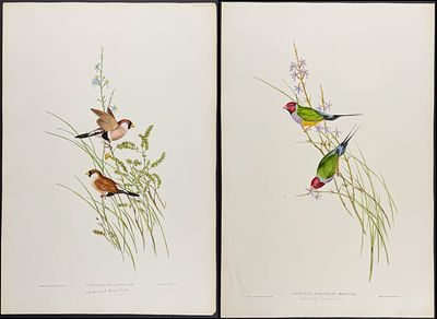 Gould, Australia - Pair of Grass Finch Lithographs. Included in this lot: Beautiful Grass Finch 