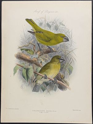 Rothschild & Keulemans, Hawaii - Kona Grosbeak [Chloridops Kona]. This hand-colored lithograph 