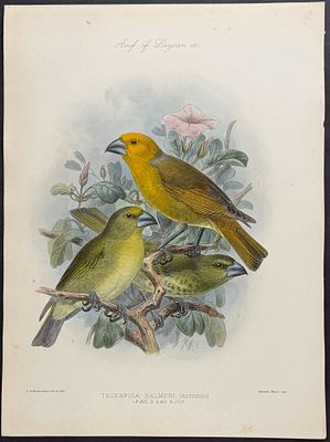 Rothschild & Keulemans, Hawaii - Laysan or Greater Koa Finch [Telespiza Palmeri]. This 