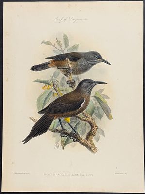 Rothschild & Keulemans, Hawaii - Kauaʻi o'o [Moho Braccatus]. This hand-colored lithograph is 