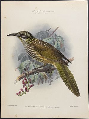 Rothschild & Keulemans, Hawaii - Kioea [Chaetoptila Angustipluma]. This hand-colored lithograph 