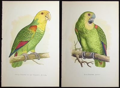 Greene - 6 Amazon Parrot Prints. Included in this lot: Mealy Amazon Yellow-naped Amazon 