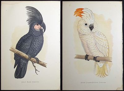 Greene - 3 Cockatoo Prints. Included in this lot: Great Salmon-crested Cockatoo Gang-Gang 