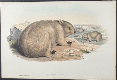 Gould, Australia - Southern Hairy-nosed Wombat [Phascolomys Latifrons]. This remarkable 