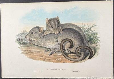 Gould, Australia - Mainland Boodie (Likley Extinct) (Burrowing Bettong or "Boodie") [Bettongia 