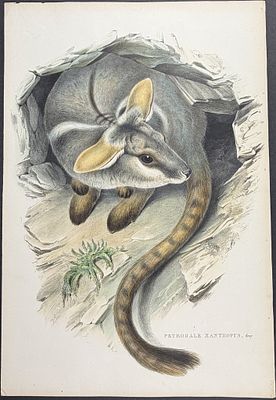 Gould, Australia - Yellow-footed Rock Wallaby [Petrogale Xanthopus]. This remarkable, originally 