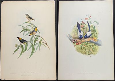 Gould, Australia - 5 Bird Lithographs. Included in this lot: Black and White Cuckooshrike 