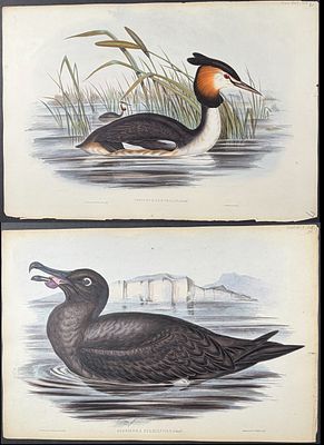 Gould, Australia - 7 Bird Lithographs. Included in this lot: Partridge Pigeon [Geophaps Smithii] 