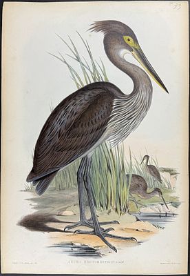 Gould, Australia - Striated Heron [Ardea Rectirostris]. This hand-colored folio lithograph is 