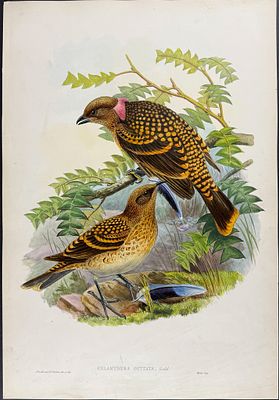 Gould, Australia - Spotted Bowerbird [Chlamydera Guttata]. This hand-colored folio lithograph is 