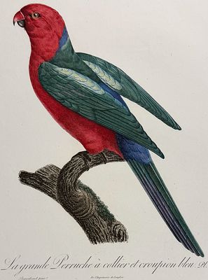 Barraband, Folio - Australian King Parrot. 55. This incredible first edition, folio stipple 
