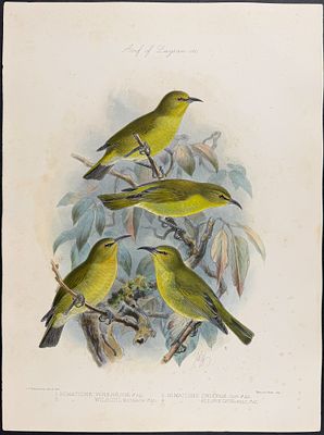 Rothschild & Keulemans, Hawaii - 'Apapane or Honeycreeper [Himatione Virens, H. Chloris, H. 