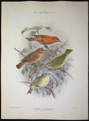 Rothschild & Keulemans, Hawaii - 'Akepa [Loxops Coccinea]. This hand-colored lithograph is from 