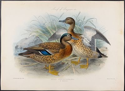 Rothschild & Keulemans, Hawaii - Koloa or Hawaiian Duck [Anas Wyvilliana]. This hand-colored 