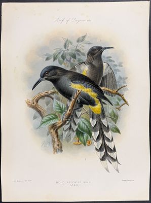 Rothschild & Keulemans, Hawaii - O'ahu 'o'o or Honeyeater (Extinct) [Moho Apicalis]. This 