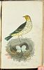 British Birds - Volume with 11 Originally Hand-colored Engravings (Likely by Thomas Bewick). This Image - 4