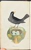 British Birds - Volume with 11 Originally Hand-colored Engravings (Likely by Thomas Bewick). This Image - 5