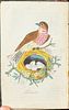 British Birds - Volume with 11 Originally Hand-colored Engravings (Likely by Thomas Bewick). This Image - 6