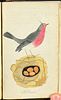 British Birds - Volume with 11 Originally Hand-colored Engravings (Likely by Thomas Bewick). This Image - 7