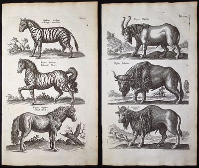 Merian & Jonston - 9 Bull, Horse, Donkey, & Zebra Engravings. This exceptional copper engraving 