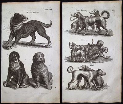Merian & Jonston - 3 Dog Engravings. This exceptional copper engraving is from Merian &amp; 