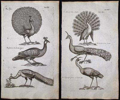 Merian & Jonston - Pair of Peacock Engravings. This exceptional copper engraving is from Merian 