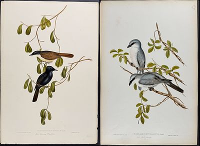 Gould, Australia - 7 Bird Lithographs. Included in this lot: White-winged Sittella [Sittela 