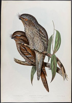 Gould, Australia - Papuan Frogmouth [Podargus Cuvieri]. This hand-colored folio lithograph is 