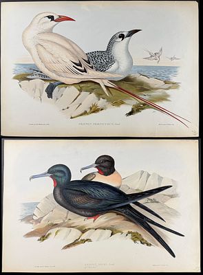 Gould, Australia - Pair of Bird Lithographs: Tropicbird & Frigate Bird. Included in this lot: 