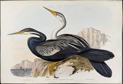 Gould, Australia - New Holland Darter (Australasian Darter) [Plotus Novae-Hollandiae]. This 