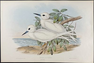 Gould, Australia - White Tern [Gygis Candida]. This hand-colored folio lithograph is from the 