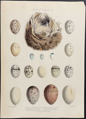 Rothschild & Keulemans, Hawaii - Eggs of hawaiian Birds & Nest. This hand-colored lithograph is 