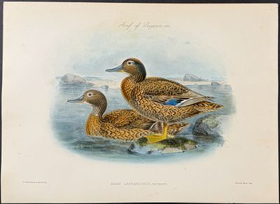Rothschild & Keulemans, Hawaii - Laysan Duck [Anas Laysanensis]. This hand-colored lithograph is 