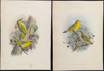 Rothschild & Keulemans, Hawaii - Pair of Maui Honeycreepers. Included in this lot: Maui Nukupu'u 