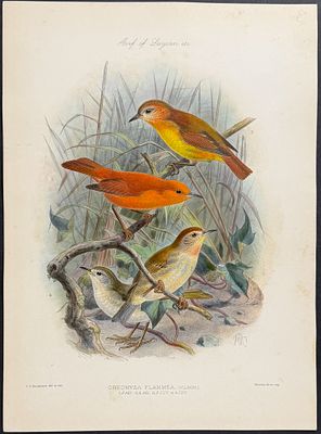 Rothschild & Keulemans, Hawaii - Kakawahie or Moloka'i creeper (Extinct) [Oreomyza Flammea]. This 