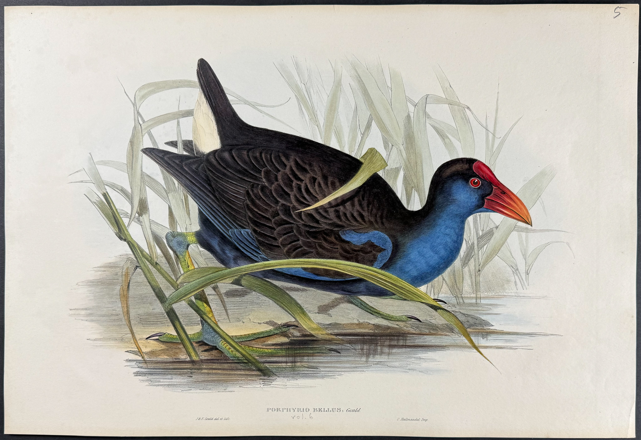 Gould, Australia - Purple Swamphen [Porphyrio Bellus]