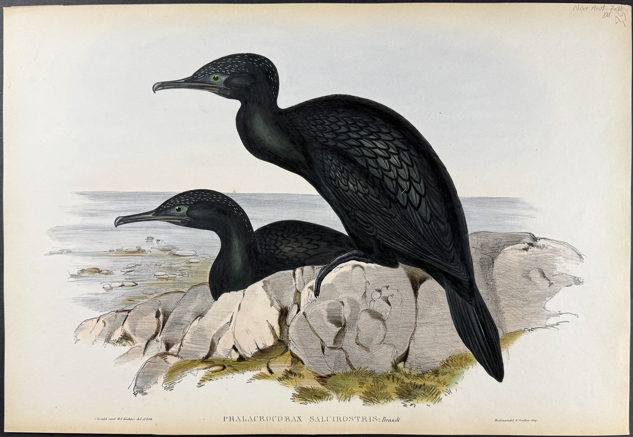 Gould, Australia - Little Black Cormorant [Phalacrocorax Salcirostris]