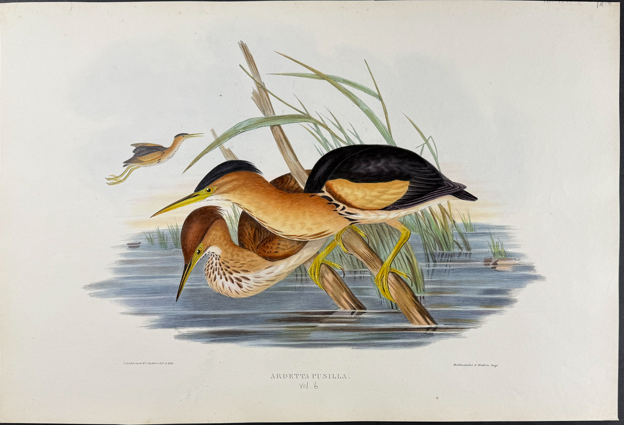 Gould, Australia - Minute Bittern [Ardetta Pusilla]
