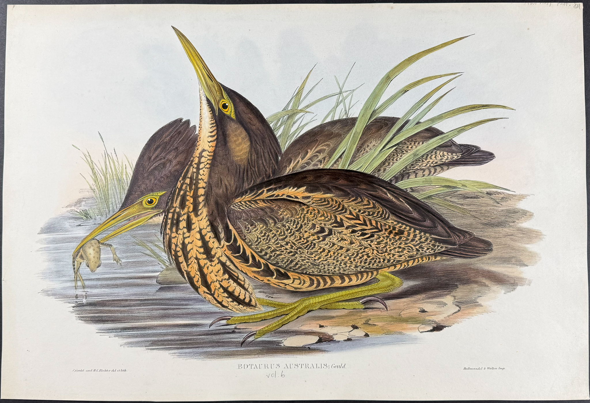 Gould, Australia - Autralasian Bittern [Botarus Australis]