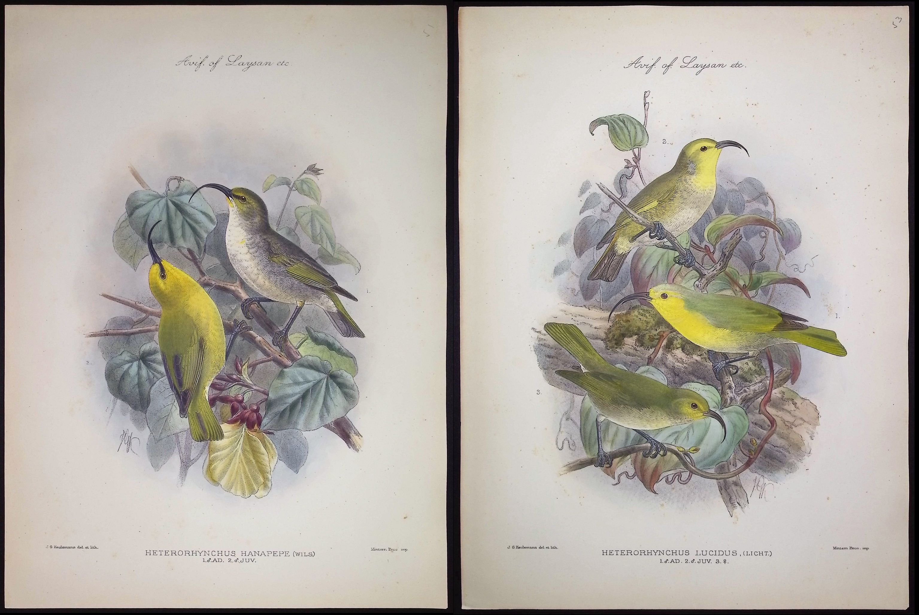 Rothschild & Keulemans, Hawaii - 4 Hawaiian Bird Lithographs