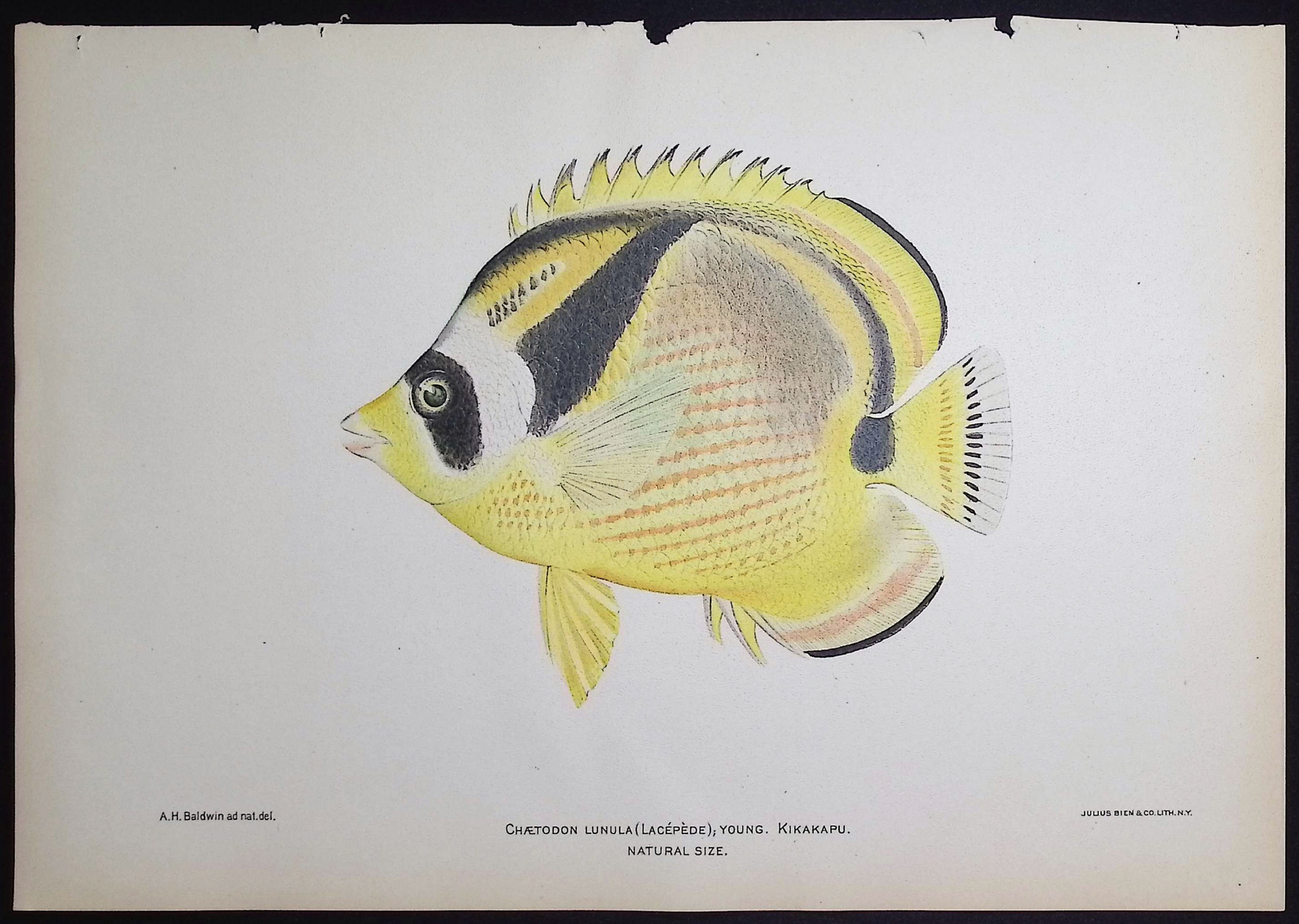 Bien, Hawaii - Raccoon Butterfly Fish or Kikakapu [Chaetodon Lunula]
