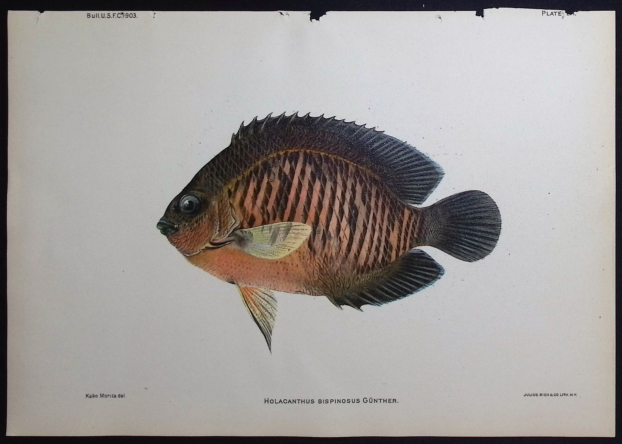 Bien, Hawaii - Twospined Angelfish [Holacanthus Bispinosus]