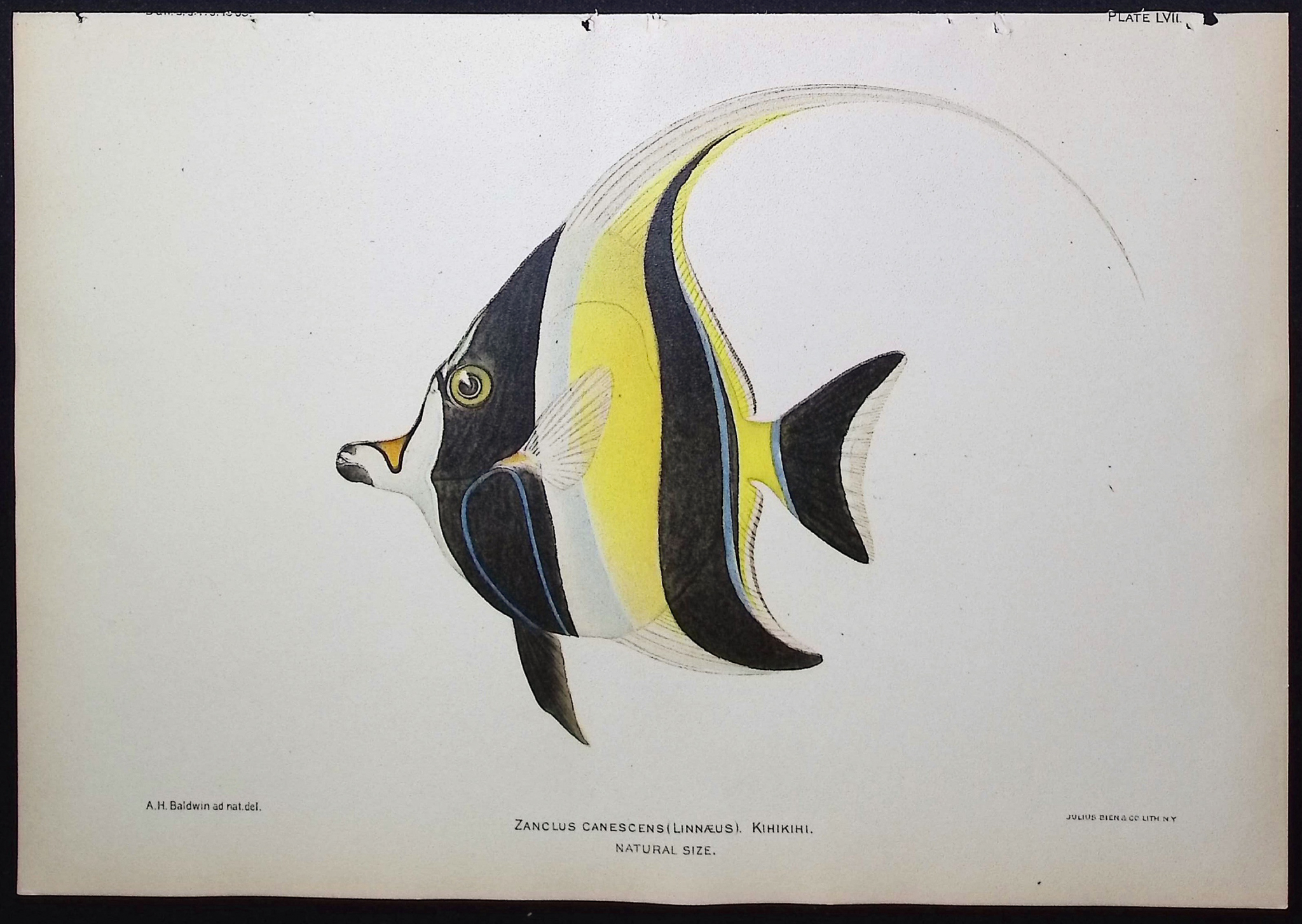 Bien, Hawaii - Moorish Idol or Kihikihi [Zanclus Canescens]